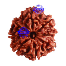 Load image into Gallery viewer, 8 Mukhi Nepalese Rudraksha - Bead No. 290