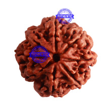 Load image into Gallery viewer, 8 Mukhi Nepalese Rudraksha - Bead No. 291