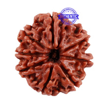 Load image into Gallery viewer, 8 Mukhi Nepalese Rudraksha - Bead No. 42
