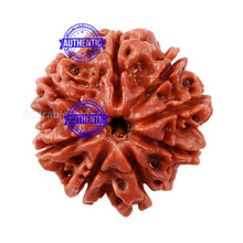 Load image into Gallery viewer, 8 Mukhi Nepalese Rudraksha - Bead No. 56