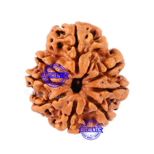 Load image into Gallery viewer, 8 Mukhi Nepalese Rudraksha - Bead No. 80