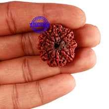 Load image into Gallery viewer, 8 Mukhi Nepalese Rudraksha - Bead No. 117