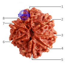 Load image into Gallery viewer, 8 Mukhi Nepalese Rudraksha - Bead No. 190