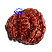 Load image into Gallery viewer, 8 Mukhi Nepalese Double Ganesha Rudraksha - Bead No. 255