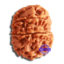 Load image into Gallery viewer, 8 Mukhi Nepalese Rudraksha - Bead No. 352
