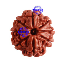 Load image into Gallery viewer, 8 Mukhi Nepalese Rudraksha - Bead No. 280