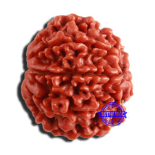 Load image into Gallery viewer, 8 Mukhi Nepalese Rudraksha - Bead No. 307