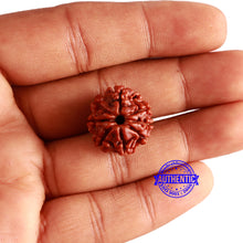 Load image into Gallery viewer, 8 Mukhi Nepalese Rudraksha - Bead No. 309