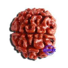 Load image into Gallery viewer, 8 Mukhi Nepalese Rudraksha - Bead No. 309