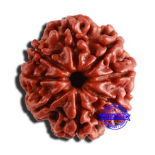 Load image into Gallery viewer, 8 Mukhi Nepalese Rudraksha - Bead No. 310