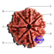 Load image into Gallery viewer, 8 Mukhi Nepalese Rudraksha - Bead No. 311