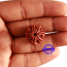 Load image into Gallery viewer, 8 Mukhi Nepalese Rudraksha - Bead No. 311