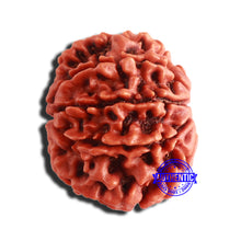 Load image into Gallery viewer, 8 Mukhi Nepalese Rudraksha - Bead No. 311