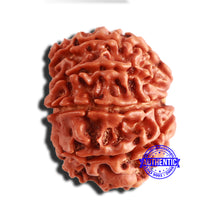 Load image into Gallery viewer, 8 Mukhi Nepalese Rudraksha - Bead No. 312