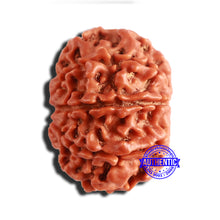 Load image into Gallery viewer, 8 Mukhi Nepalese Rudraksha - Bead No. 313