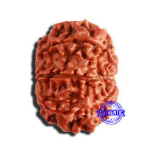 Load image into Gallery viewer, 8 Mukhi Nepalese Rudraksha - Bead No. 313