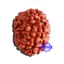 Load image into Gallery viewer, 8 Mukhi Nepalese Rudraksha - Bead No. 315