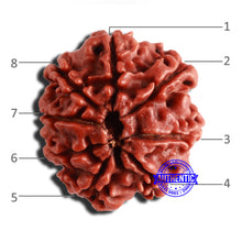 Load image into Gallery viewer, 8 Mukhi Nepalese Rudraksha - Bead No. 316
