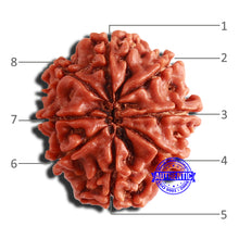 Load image into Gallery viewer, 8 Mukhi Nepalese Rudraksha - Bead No. 317