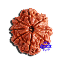 Load image into Gallery viewer, 8 Mukhi Nepalese Rudraksha - Bead No. 318
