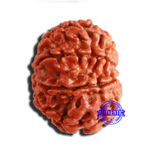 Load image into Gallery viewer, 8 Mukhi Nepalese Rudraksha - Bead No. 318