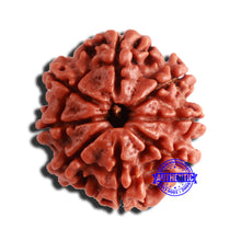 Load image into Gallery viewer, 8 Mukhi Nepalese Rudraksha - Bead No. 319