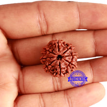 Load image into Gallery viewer, 8 Mukhi Nepalese Rudraksha - Bead No. 319