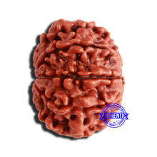 Load image into Gallery viewer, 8 Mukhi Nepalese Rudraksha - Bead No. 319