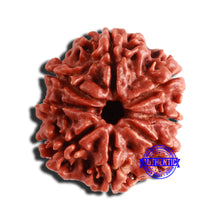 Load image into Gallery viewer, 8 Mukhi Nepalese Rudraksha - Bead No. 320
