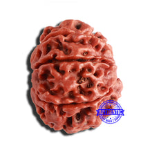 Load image into Gallery viewer, 8 Mukhi Nepalese Rudraksha - Bead No. 321