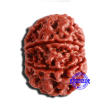 Load image into Gallery viewer, 8 Mukhi Nepalese Rudraksha - Bead No. 322