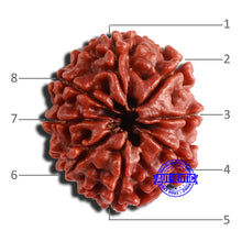 Load image into Gallery viewer, 8 Mukhi Nepalese Rudraksha - Bead No. 323