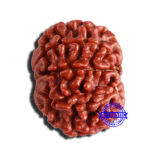 Load image into Gallery viewer, 8 Mukhi Nepalese Rudraksha - Bead No. 323