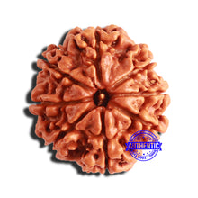 Load image into Gallery viewer, 8 Mukhi Nepalese Rudraksha - Bead No. 324