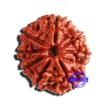 Load image into Gallery viewer, 8 Mukhi Nepalese Rudraksha - Bead No. 325