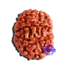 Load image into Gallery viewer, 8 Mukhi Nepalese Rudraksha - Bead No. 325