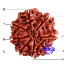 Load image into Gallery viewer, 8 Mukhi Nepalese Rudraksha - Bead No. 326