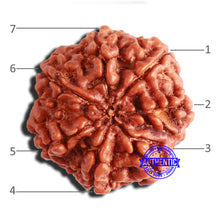 Load image into Gallery viewer, 7 Mukhi Nepalese Rudraksha - Bead No. 498