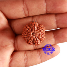 Load image into Gallery viewer, 7 Mukhi Nepalese Rudraksha - Bead No. 498