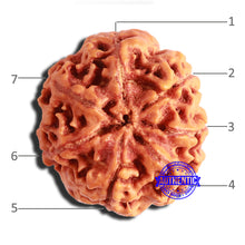 Load image into Gallery viewer, 7 Mukhi Nepalese Rudraksha - Bead No. 499