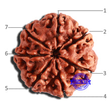 Load image into Gallery viewer, 7 Mukhi Nepalese Rudraksha - Bead No. 501