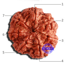 Load image into Gallery viewer, 7 Mukhi Nepalese Rudraksha - Bead No. 502