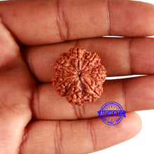 Load image into Gallery viewer, 7 Mukhi Nepalese Rudraksha - Bead No. 502