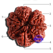 Load image into Gallery viewer, 7 Mukhi Nepalese Rudraksha - Bead No. 505