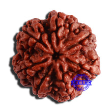 Load image into Gallery viewer, 7 Mukhi Nepalese Rudraksha - Bead No. 506