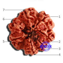 Load image into Gallery viewer, 7 Mukhi Nepalese Ganesha Rudraksha - Bead No 510