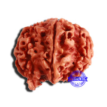 Load image into Gallery viewer, 7 Mukhi Nepalese Ganesha Rudraksha - Bead No 510