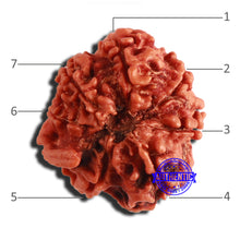 Load image into Gallery viewer, 7 Mukhi Nepalese Ganesha Rudraksha - Bead No 511