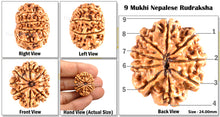 Load image into Gallery viewer, 9 Mukhi Nepalese Rudraksha - Bead No. 91
