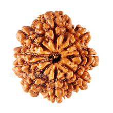 Load image into Gallery viewer, 9 Mukhi Nepalese Rudraksha - Bead No. 95